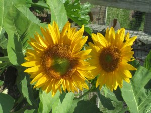 Simple summertime beauty