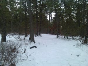 Trails at Wharton State Forest, Feb. 2015