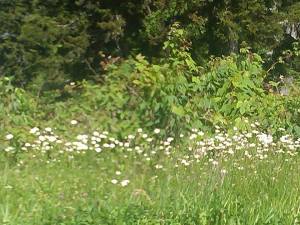 Alabama or bust great smokie mountains flower meadow