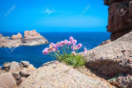 flower on rock
